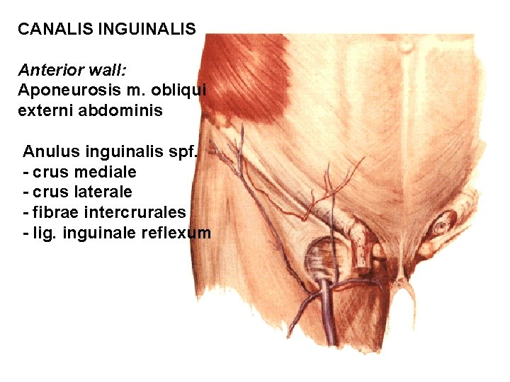 CANALIS INGUINALIS Anterior wall: Aponeurosis m. obliqui externi abdominis Anulus inguinalis spf. - crus CANALIS INGUINALIS Anterior wall: Aponeurosis m. obliqui externi abdominis Anulus inguinalis spf. - crus