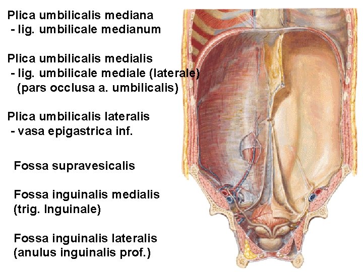 Plica umbilicalis mediana - lig. umbilicale medianum Plica umbilicalis medialis - lig. umbilicale mediale Plica umbilicalis mediana - lig. umbilicale medianum Plica umbilicalis medialis - lig. umbilicale mediale