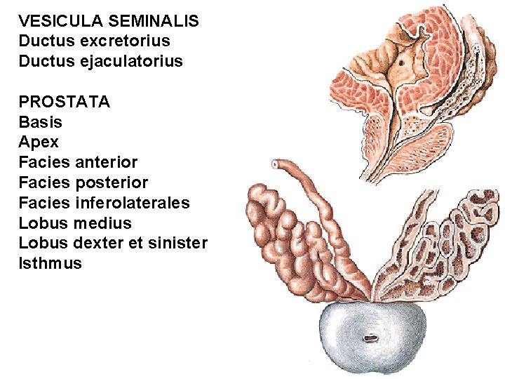MALE GENITAL ORGANS ORGANA GENITALIA MASCULINA Organa genitalia