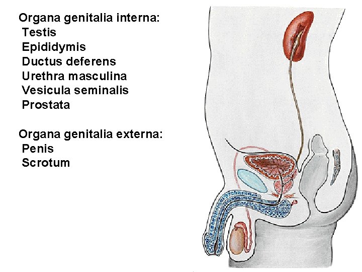 Organa genitalia interna: Testis Epididymis Ductus deferens Urethra masculina Vesicula seminalis Prostata Organa genitalia Organa genitalia interna: Testis Epididymis Ductus deferens Urethra masculina Vesicula seminalis Prostata Organa genitalia