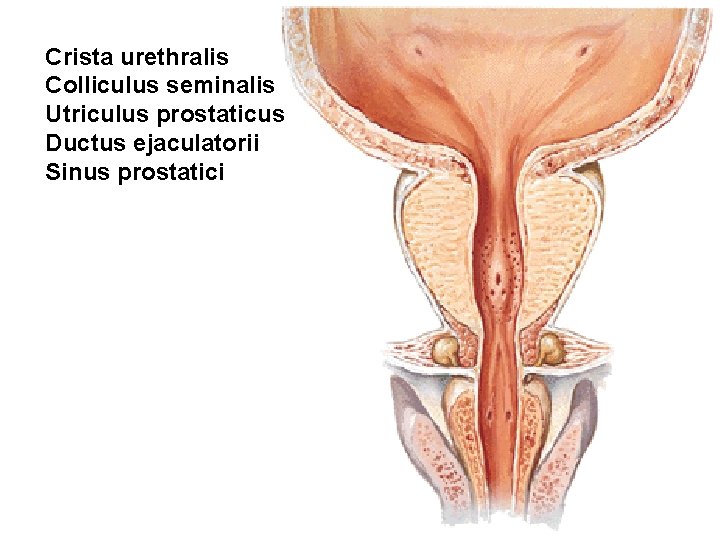 Crista urethralis Colliculus seminalis Utriculus prostaticus Ductus ejaculatorii Sinus prostatici Crista urethralis Colliculus seminalis Utriculus prostaticus Ductus ejaculatorii Sinus prostatici