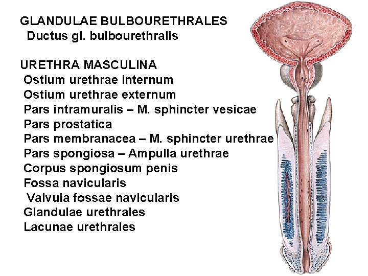 GLANDULAE BULBOURETHRALES Ductus gl. bulbourethralis URETHRA MASCULINA Ostium urethrae internum Ostium urethrae externum Pars GLANDULAE BULBOURETHRALES Ductus gl. bulbourethralis URETHRA MASCULINA Ostium urethrae internum Ostium urethrae externum Pars