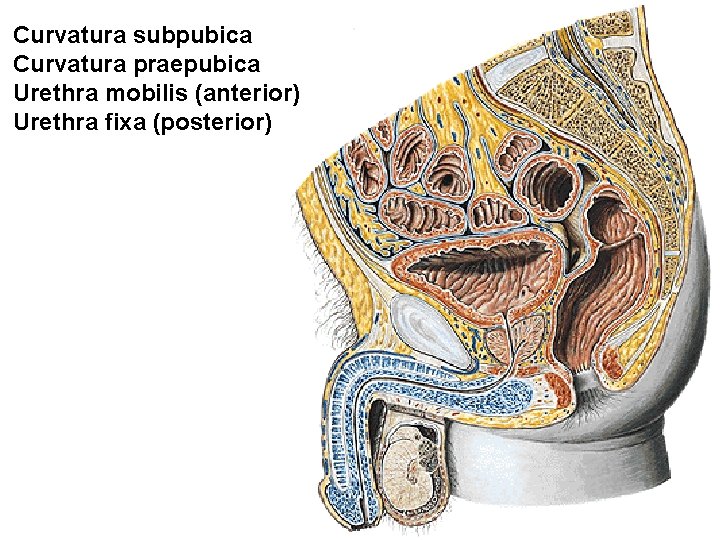 Curvatura subpubica Curvatura praepubica Urethra mobilis (anterior) Urethra fixa (posterior) Curvatura subpubica Curvatura praepubica Urethra mobilis (anterior) Urethra fixa (posterior)