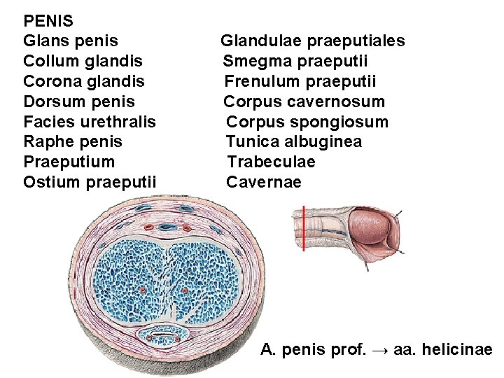 PENIS Glans penis Collum glandis Corona glandis Dorsum penis Facies urethralis Raphe penis Praeputium PENIS Glans penis Collum glandis Corona glandis Dorsum penis Facies urethralis Raphe penis Praeputium