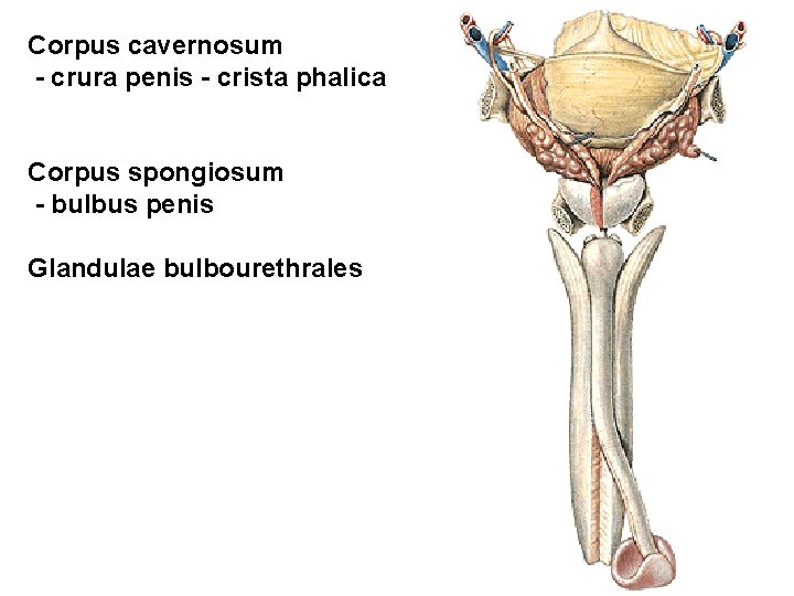 Corpus cavernosum - crura penis - crista phalica Corpus spongiosum - bulbus penis Glandulae Corpus cavernosum - crura penis - crista phalica Corpus spongiosum - bulbus penis Glandulae