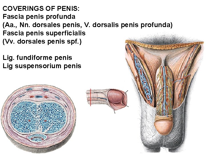 COVERINGS OF PENIS: Fascia penis profunda (Aa. , Nn. dorsales penis, V. dorsalis penis COVERINGS OF PENIS: Fascia penis profunda (Aa. , Nn. dorsales penis, V. dorsalis penis