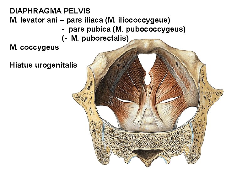 DIAPHRAGMA PELVIS M. levator ani – pars iliaca (M. iliococcygeus) - pars pubica (M. DIAPHRAGMA PELVIS M. levator ani – pars iliaca (M. iliococcygeus) - pars pubica (M.