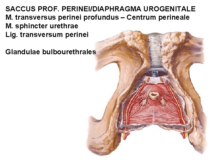 SACCUS PROF. PERINEI/DIAPHRAGMA UROGENITALE M. transversus perinei profundus – Centrum perineale M. sphincter urethrae SACCUS PROF. PERINEI/DIAPHRAGMA UROGENITALE M. transversus perinei profundus – Centrum perineale M. sphincter urethrae