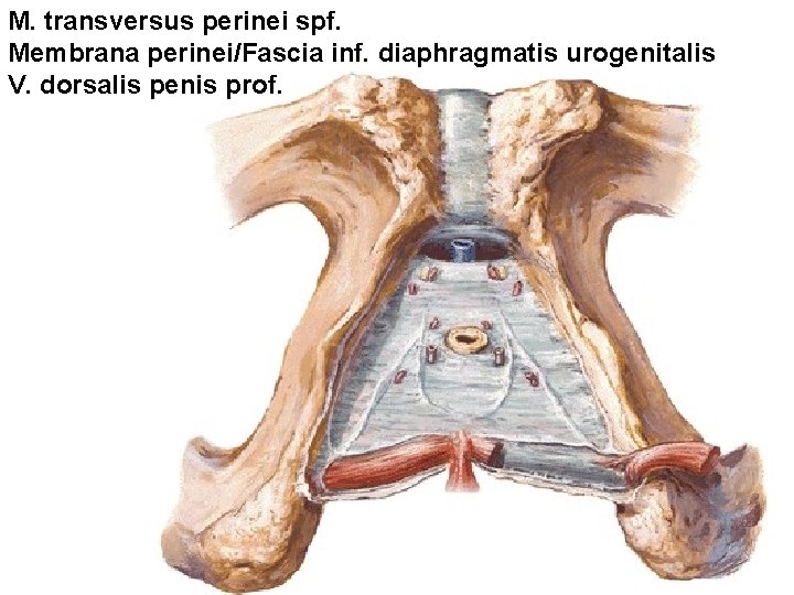 M. transversus perinei spf. Membrana perinei/Fascia inf. diaphragmatis urogenitalis V. dorsalis penis prof. M. transversus perinei spf. Membrana perinei/Fascia inf. diaphragmatis urogenitalis V. dorsalis penis prof.