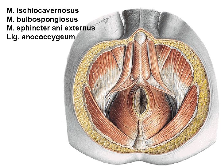 M. ischiocavernosus M. bulbospongiosus M. sphincter ani externus Lig. anococcygeum M. ischiocavernosus M. bulbospongiosus M. sphincter ani externus Lig. anococcygeum
