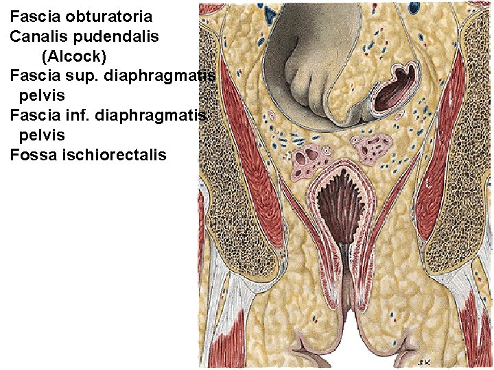 Fascia obturatoria Canalis pudendalis (Alcock) Fascia sup. diaphragmatis pelvis Fascia inf. diaphragmatis pelvis Fossa Fascia obturatoria Canalis pudendalis (Alcock) Fascia sup. diaphragmatis pelvis Fascia inf. diaphragmatis pelvis Fossa