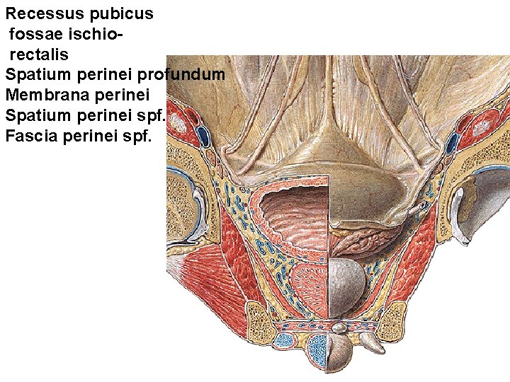 Recessus pubicus fossae ischiorectalis Spatium perinei profundum Membrana perinei Spatium perinei spf. Fascia perinei Recessus pubicus fossae ischiorectalis Spatium perinei profundum Membrana perinei Spatium perinei spf. Fascia perinei
