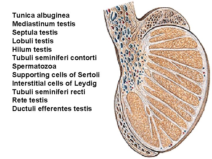 Tunica albuginea Mediastinum testis Septula testis Lobuli testis Hilum testis Tubuli seminiferi contorti Spermatozoa Tunica albuginea Mediastinum testis Septula testis Lobuli testis Hilum testis Tubuli seminiferi contorti Spermatozoa