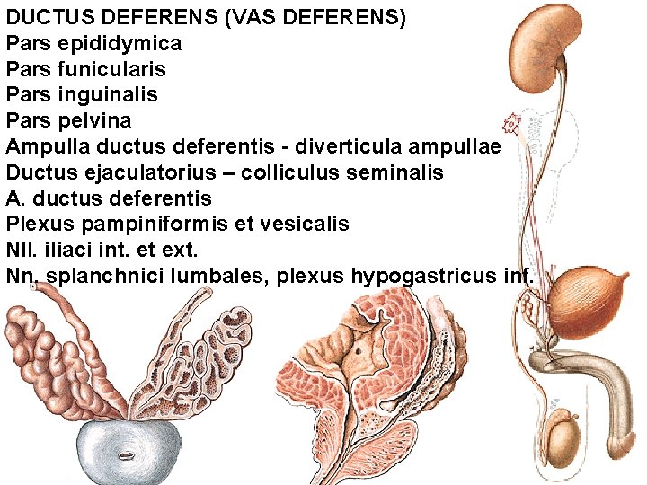 DUCTUS DEFERENS (VAS DEFERENS) Pars epididymica Pars funicularis Pars inguinalis Pars pelvina Ampulla ductus DUCTUS DEFERENS (VAS DEFERENS) Pars epididymica Pars funicularis Pars inguinalis Pars pelvina Ampulla ductus