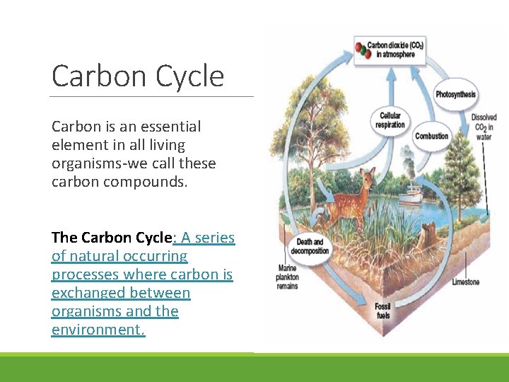 Carbon Cycle Carbon is an essential element in all living organisms-we call these carbon