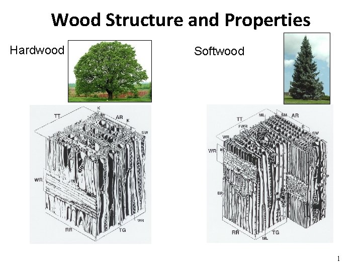 Wood Structure and Properties Hardwood Softwood 1 