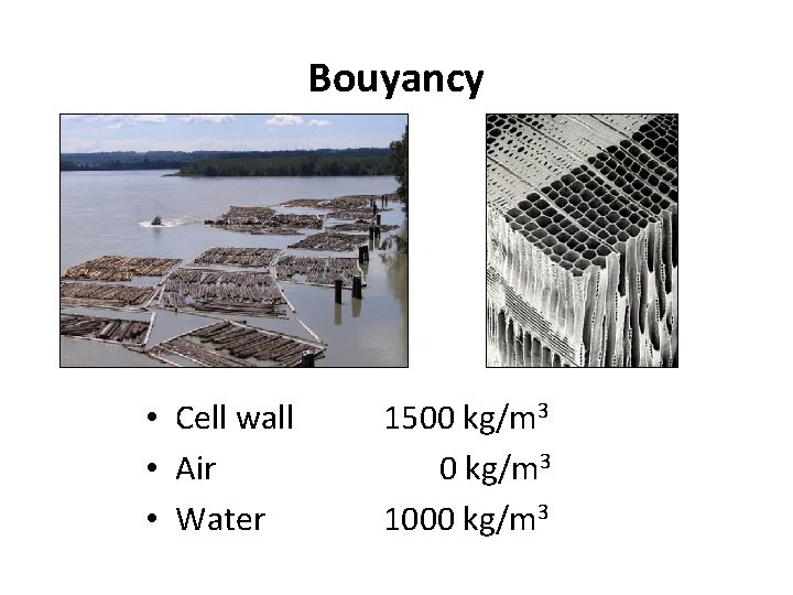 Bouyancy • Cell wall • Air • Water 1500 kg/m 3 1000 kg/m 3