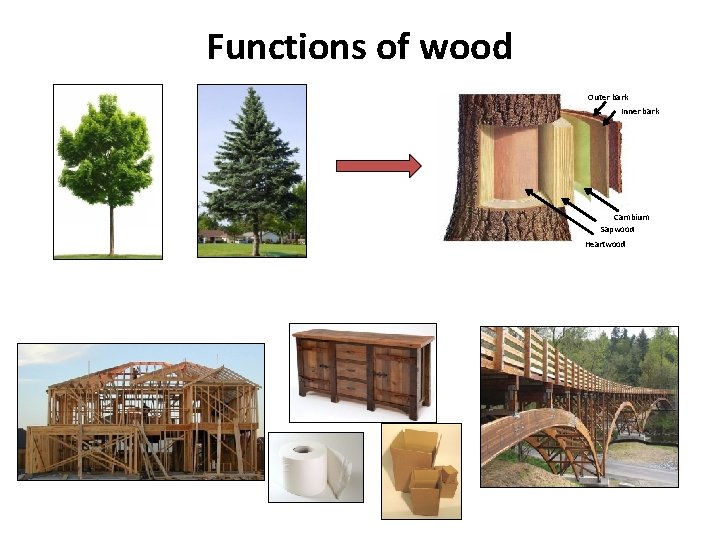 Functions of wood Outer bark Inner bark Cambium Sapwood Heartwood 
