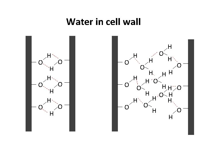 Water in cell wall H H O O O HH H O H H