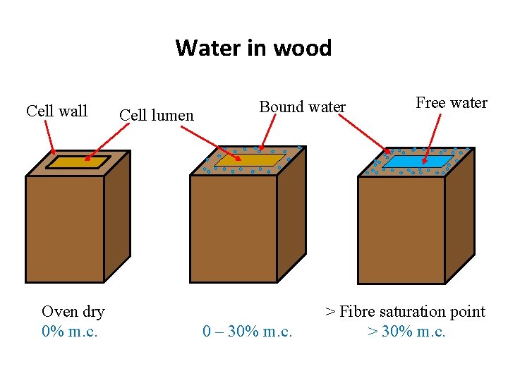 Water in wood Cell wall Oven dry 0% m. c. Cell lumen Bound water