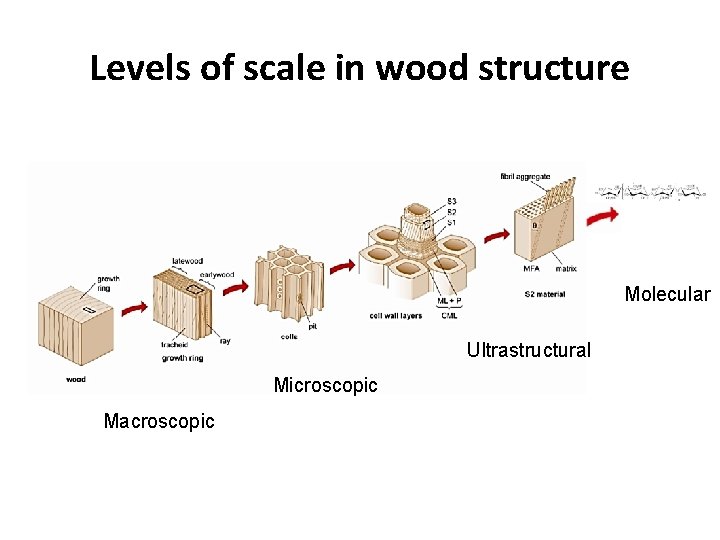 Levels of scale in wood structure Molecular Ultrastructural Microscopic Macroscopic 