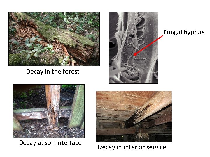 Fungal hyphae Decay in the forest Decay at soil interface Decay in interior service