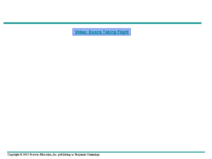 Video: Swans Taking Flight Copyright © 2005 Pearson Education, Inc. publishing as Benjamin Cummings