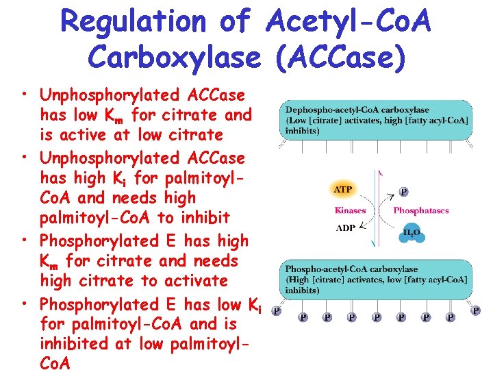 Regulation of Acetyl-Co. A Carboxylase (ACCase) • Unphosphorylated ACCase has low Km for citrate