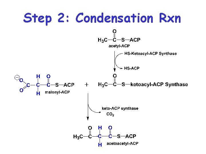 Step 2: Condensation Rxn 