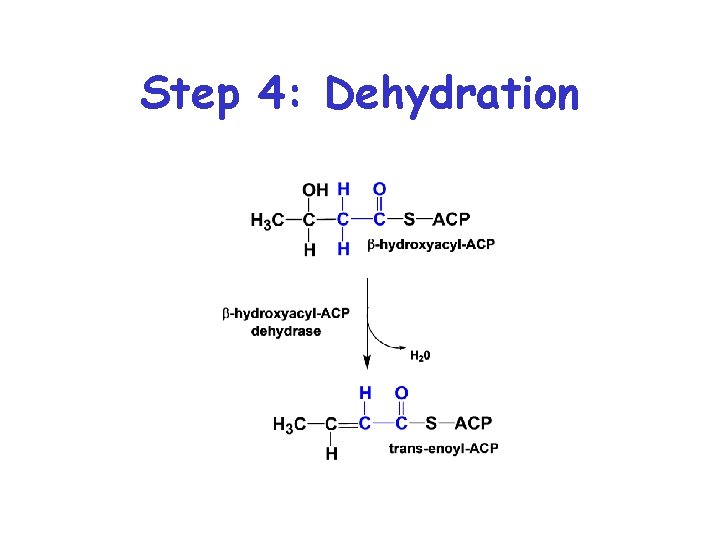 Step 4: Dehydration 