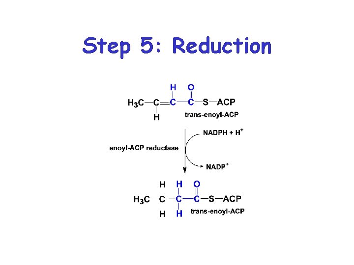 Step 5: Reduction 