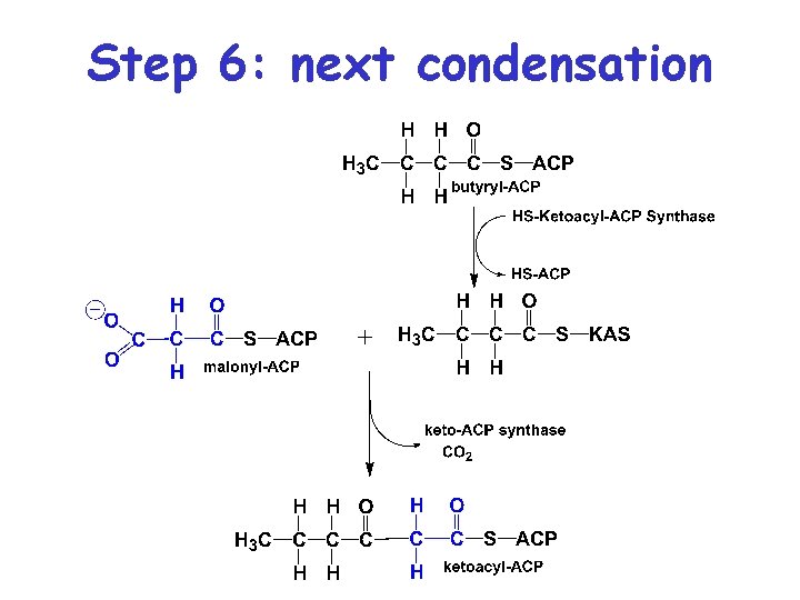 Step 6: next condensation Step 6: next condensation