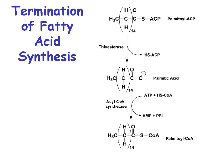 Termination of Fatty Acid Synthesis Acyl-Co. A synthetase Termination of Fatty Acid Synthesis Acyl-Co. A synthetase
