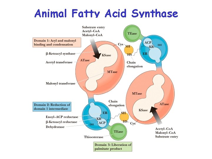 Animal Fatty Acid Synthase 