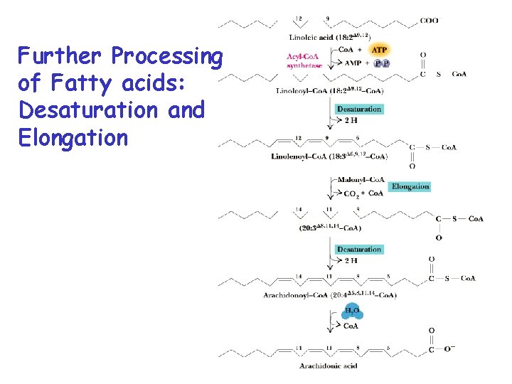 Further Processing of Fatty acids: Desaturation and Elongation 