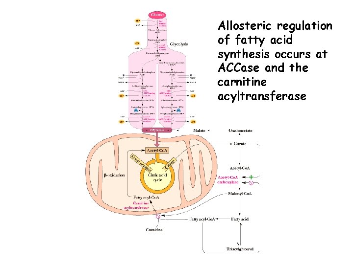 Allosteric regulation of fatty acid synthesis occurs at ACCase and the carnitine acyltransferase 