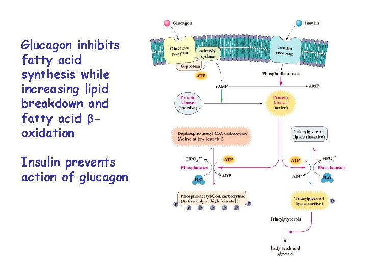 Glucagon inhibits fatty acid synthesis while increasing lipid breakdown and fatty acid boxidation Insulin