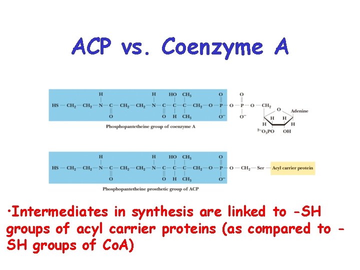 ACP vs. Coenzyme A • Intermediates in synthesis are linked to -SH groups of