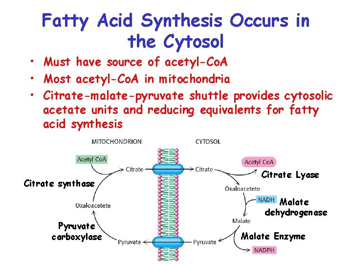 Fatty Acid Synthesis Occurs in the Cytosol • Must have source of acetyl-Co. A Fatty Acid Synthesis Occurs in the Cytosol • Must have source of acetyl-Co. A