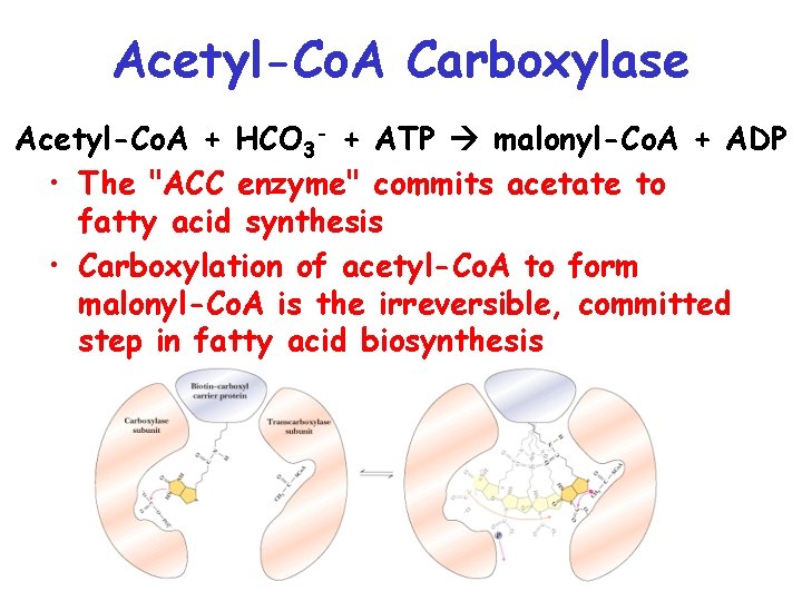 Acetyl-Co. A Carboxylase Acetyl-Co. A + HCO 3 - + ATP malonyl-Co. A +