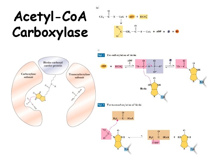 Acetyl-Co. A Carboxylase Acetyl-Co. A Carboxylase