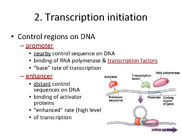 2. Transcription initiation • Control regions on DNA – promoter • nearby control sequence