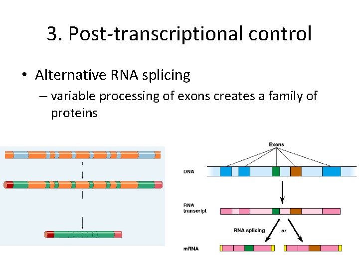 3. Post-transcriptional control • Alternative RNA splicing – variable processing of exons creates a