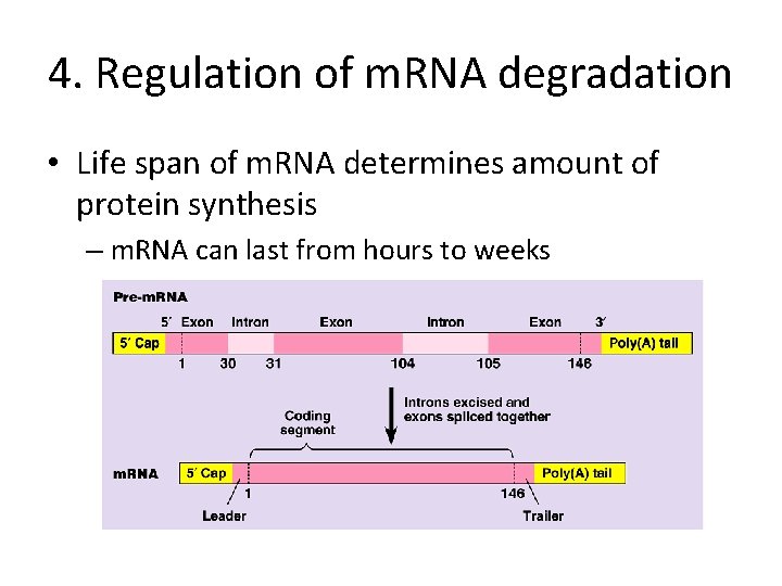 4. Regulation of m. RNA degradation • Life span of m. RNA determines amount