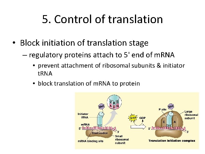 5. Control of translation • Block initiation of translation stage – regulatory proteins attach