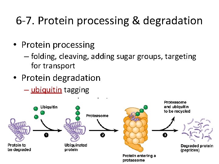 6 -7. Protein processing & degradation • Protein processing – folding, cleaving, adding sugar