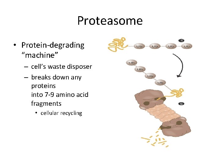 Proteasome • Protein-degrading “machine” – cell’s waste disposer – breaks down any proteins into