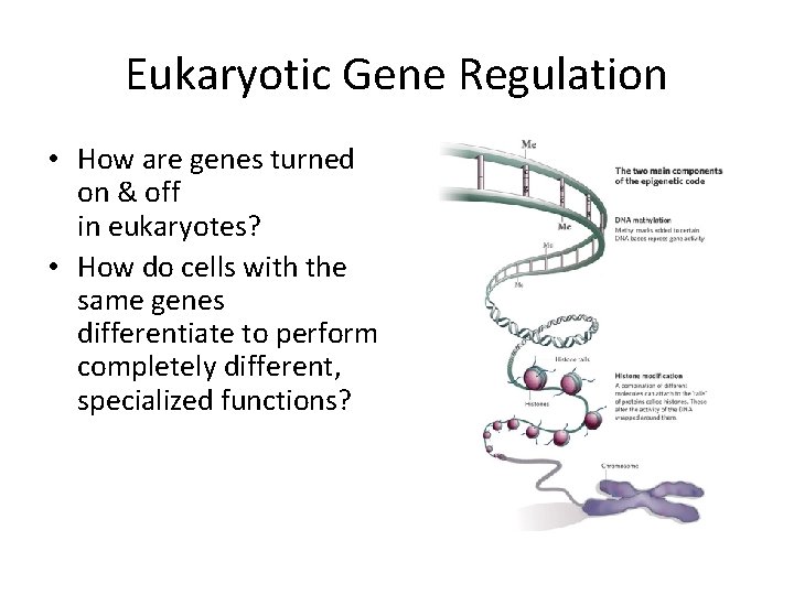 Eukaryotic Gene Regulation • How are genes turned on & off in eukaryotes? •