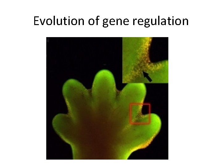 Evolution of gene regulation 