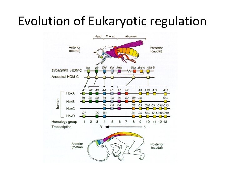 Evolution of Eukaryotic regulation 